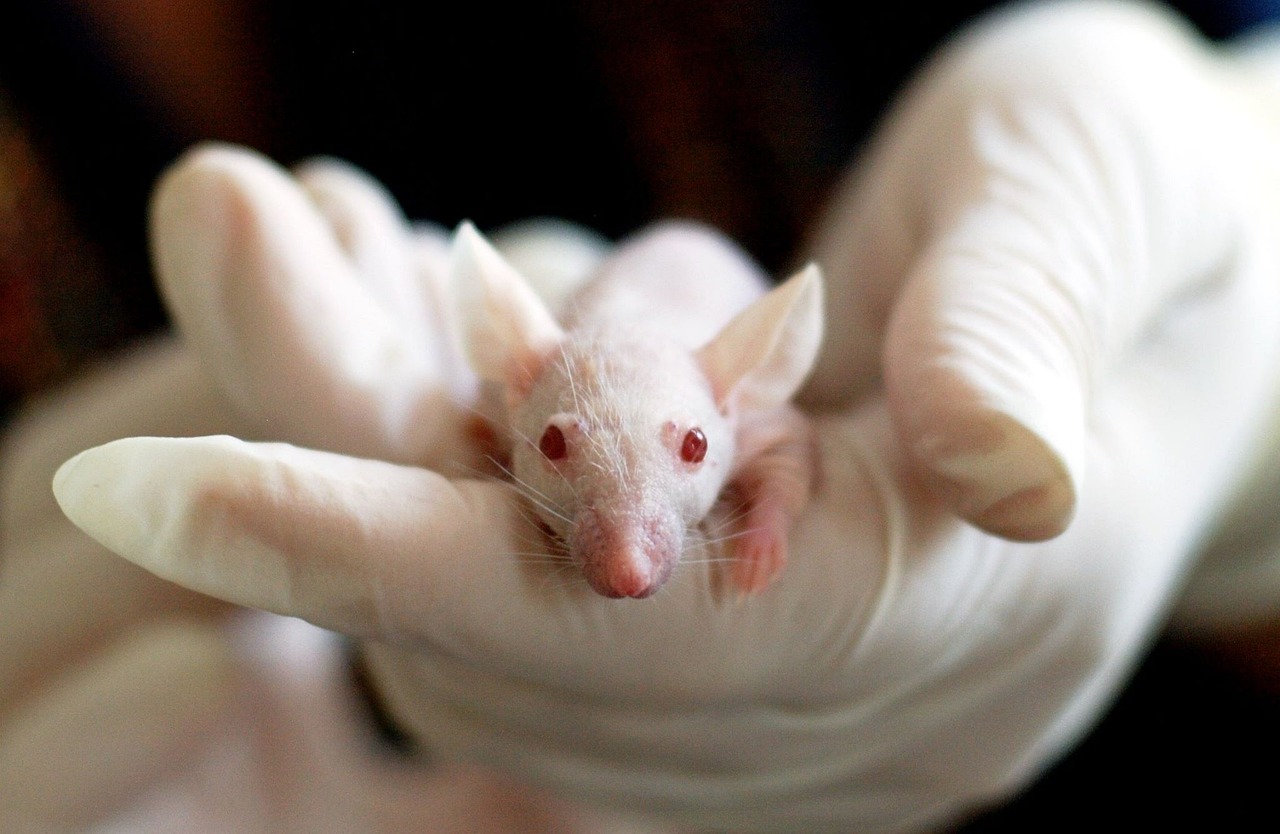 animal, mouse, experiment, laboratory, hand, cute, medical, researcher, researching, medicine, chemical, test, research, scientific, chemistry, biotechnology, discovery, biology, scientist, technology