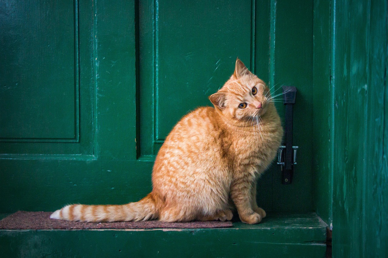 cat, front door, pet, feline, nature, animal