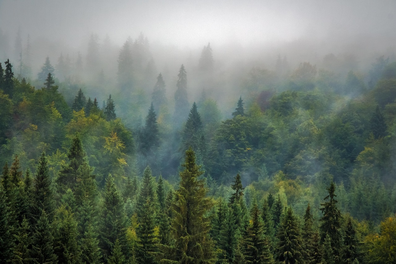 trees, forest, fog, foggy, haze, mist, misty, conifers, coniferous, conifer forest, evergreen, pine trees, fir trees, woods, woodlands, landscape, nature, pine forest, rural landscape, forest, forest,